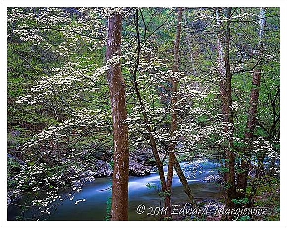 450757 Dogwoods along the Little River Tennessee